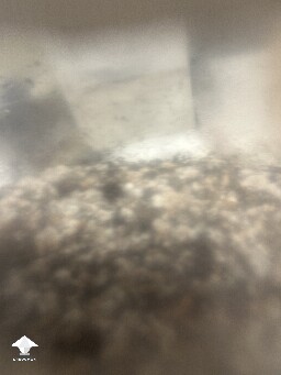 Is this bacterial contamination? 6a55090e13967