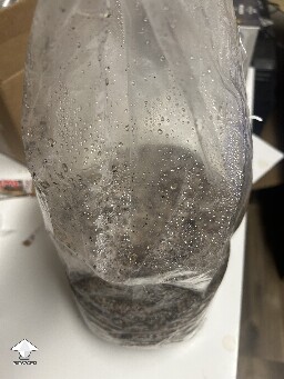 Is this bacterial contamination? 6a550913e6e55