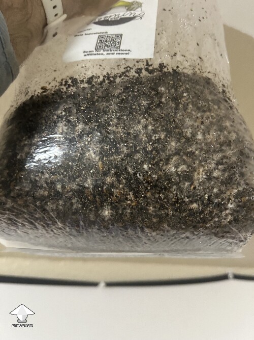 Thumbnail: Is this bacterial contamination? 6a5508f70bc89