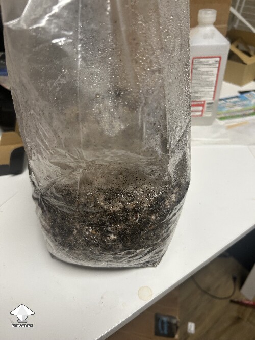 Thumbnail: Is this bacterial contamination? 6a550908066a4