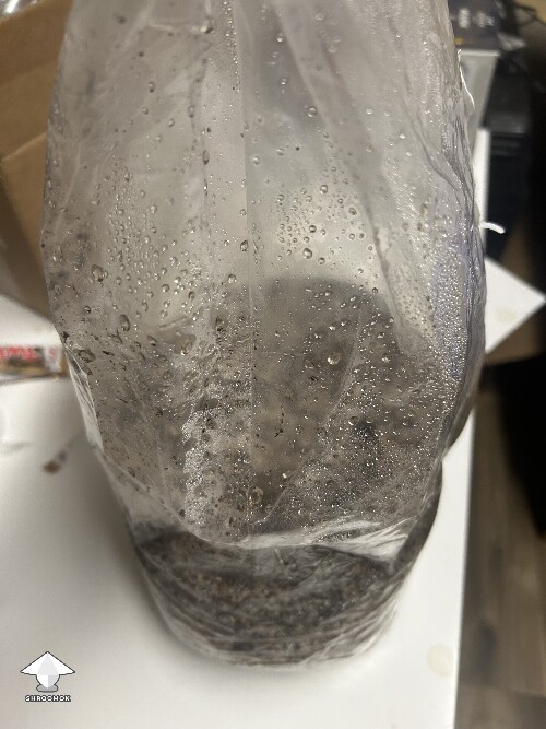 Thumbnail: Is this bacterial contamination? 6a550913e6e55