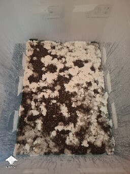 ABV growth stall or normal growth? 6a5a16f4c9da3