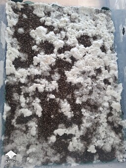 ABV growth stall or normal growth? 6a5a16f823413
