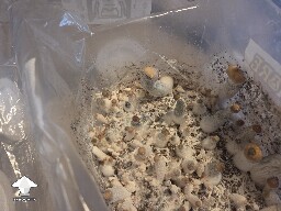 Contamination or just bruising? 6a5998e151ba1