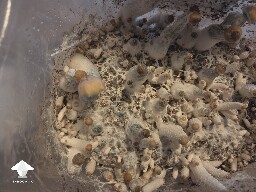 Contamination or just bruising? 6a5998e32d5e1