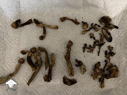 Dark Bruising? - Bad Mushroom question 6a59740d92778