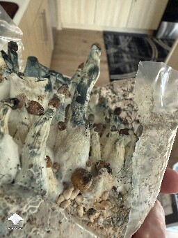 Dark Bruising? - Bad Mushroom question 6a5ab40cd1077