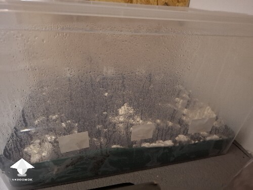 Thumbnail: ABV growth stall or normal growth? 6a5a16f15c205