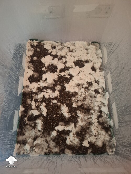 Thumbnail: ABV growth stall or normal growth? 6a5a16f4c9da3