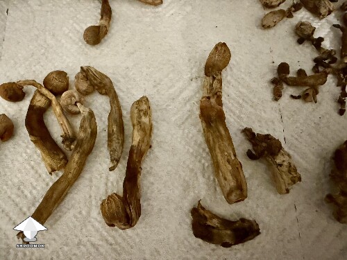 Thumbnail: Dark Bruising? - Bad Mushroom question 6a5974103e997