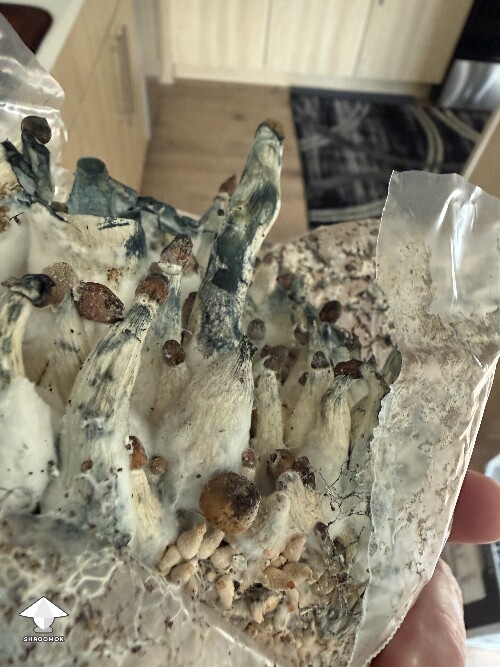 Dark Bruising? - Bad Mushroom question 6a5ab40cd1077