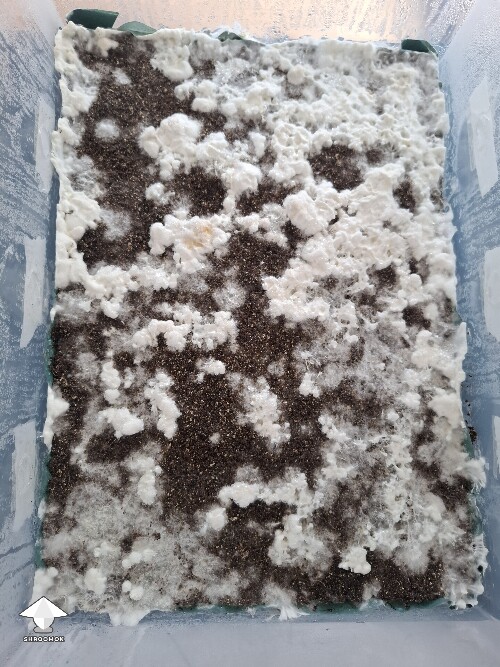ABV growth stall or normal growth? 6a5dfc567c8c1