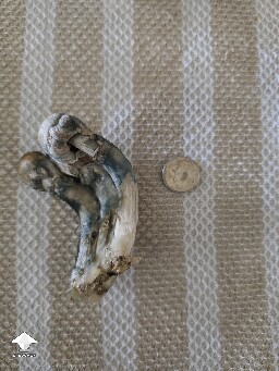 7th Flush 6a627ae2db394