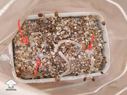 Thumbnail: Please help a first time grower with fuzzy spots on his second flush 6a6b8024d7265