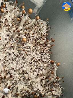 Magic mushrooms growing on the way