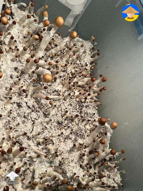 Magic mushrooms growing on the way