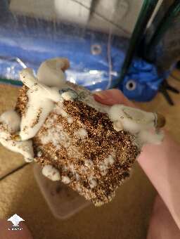 Side pins fruiting