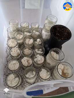 I think it's working! Lions Mane fruiting in jars