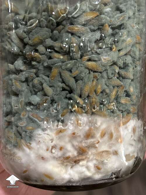 Mycelium vs mold contamination
