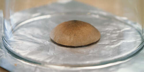 Cover mushroom caps with plastic box or glass sprayed with chilled boiled water. Magic mushroom spore print preparation