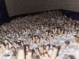 Amazing mushroom pinning and fruiting