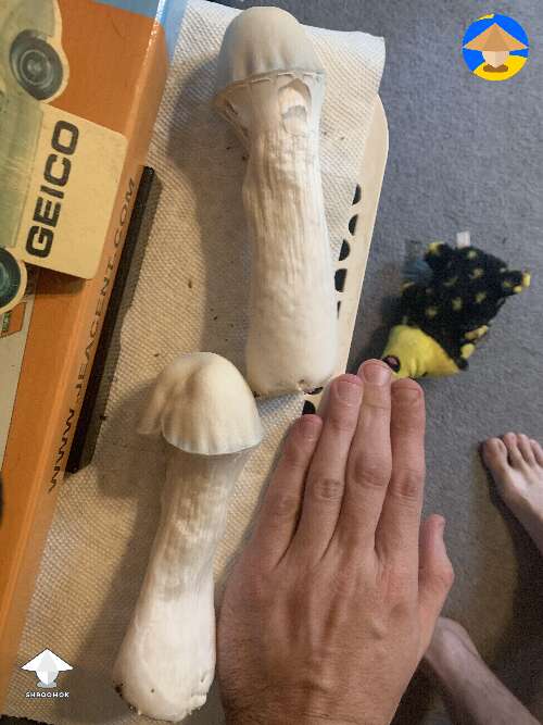 Yeti magic mushrooms