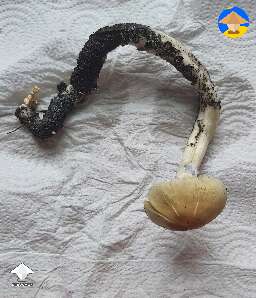 That's what happens with a shroom in a pot