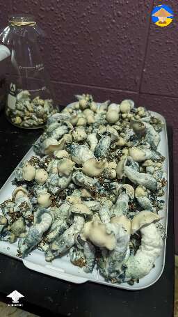 First time filling up a whole rack on my dehydrator lmaooo Jack Frost