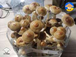 Psilocybe Cubensis Golden Teacher growing in plastic bottle