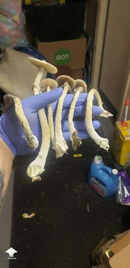 APE Revert mushrooms - final pick from 1st flush