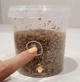 Mycelium psilocybe cubensis