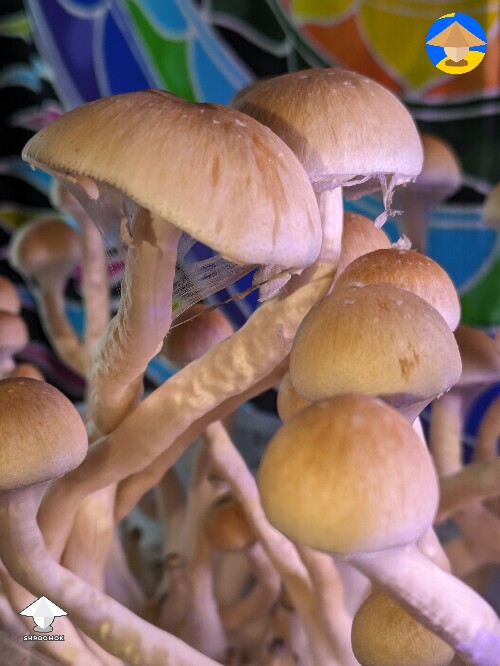 This is leucistic Cubensis Albino A+ mushrooms