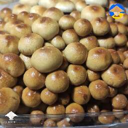 Psilocybe Cubensis Golden Teacher Bottle Tek growing