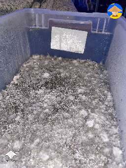 Orissa put into fc today. Sent to bulk 10 days ago. Inoculated 5 weeks ago with MSS