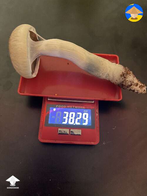 First ever grow and first B+ mushroom