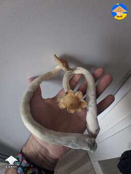 First flush of Psilocybe cubensis Colombian #2