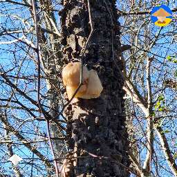 I saw mushrooms on side of a tree. I'm just curious what they are. It's in North Mississippi and idk what kind of tree
