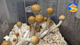 6th flush - Tidal Wave