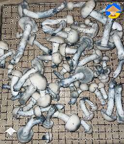 APE mushrooms 3rd harvest this week