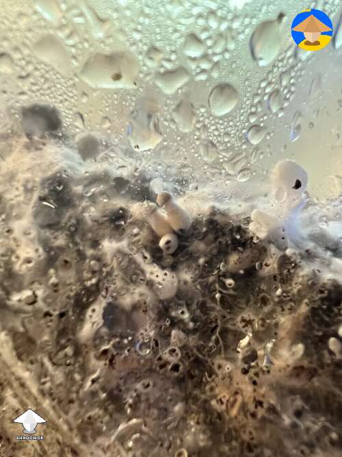 First signs of pinning 🤟🏻 #3