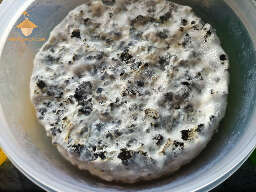 Psilocybe cubensis micelium overlay