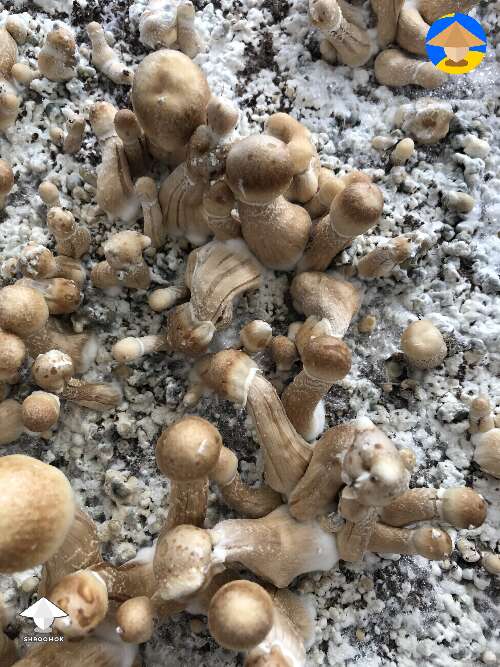 Lot of mutated looking Albinos. Mycelium weird as well. Any thoughts on the reason for this?