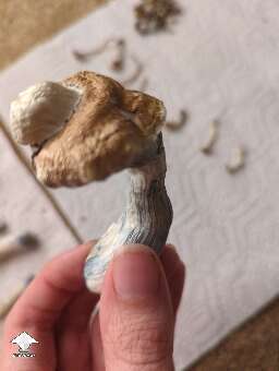 Weird looking South American shroomie