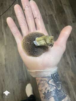 GT shroom - almost 19 grams