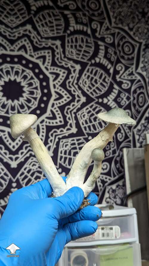 Harvested some BAPER magic mushrooms