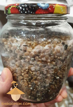 First mycelium psilocybin cubensis golden teacher