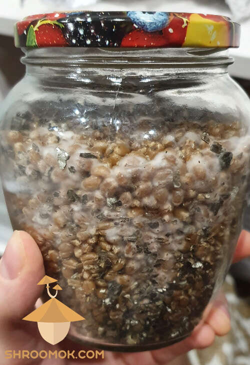 First mycelium psilocybin cubensis golden teacher