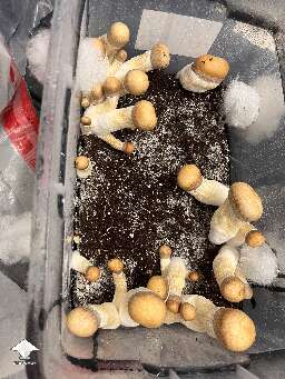 Monster Melmac magic mushrooms fruiting