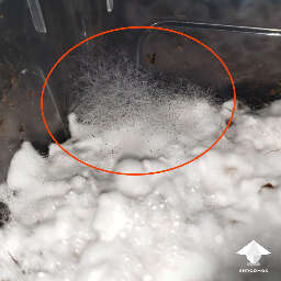 Black pin mold mucor rhizopus contamination on mushroom cake