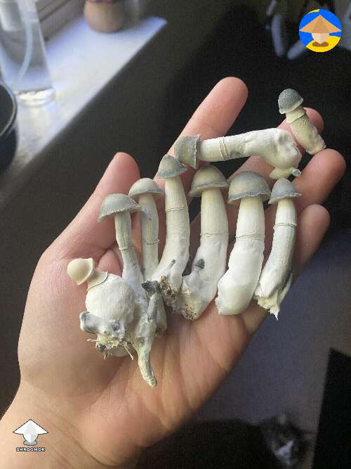 Shroom snacks